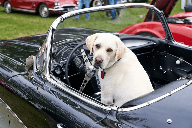 2019 Car show best dog